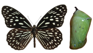 Danaus (Tirumala) septentrionis