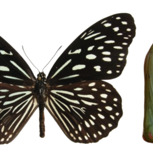 Danaus (Tirumala) septentrionis