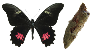 Heraclides anchisiades