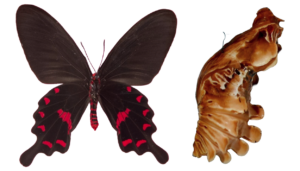 Pachliopta kotzebeau