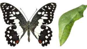 Papilio demoleus