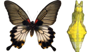 Papilio lowi