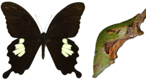 Papilio nephelus