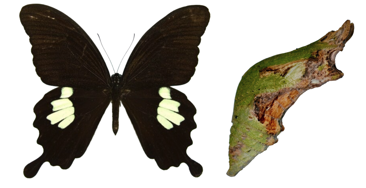 Papilio nephelus 30+