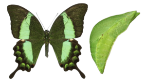 Papilio palinurus
