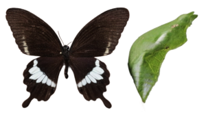 Papilio polytes