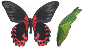 Papilio rumanzovia
