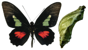 Parides eurimedes (Ecuador)