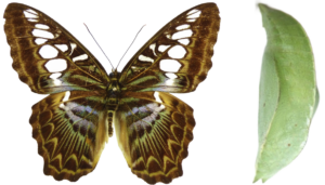 Parthenos sylvia lilacinus