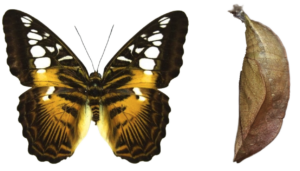 Parthenos sylvia philipinensis