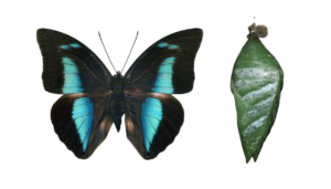 Archaeoprepona amphimachus