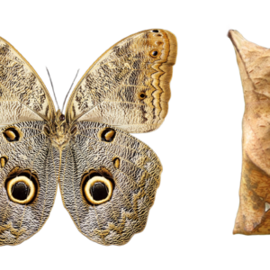 Caligo eurilochus (Ecuador)