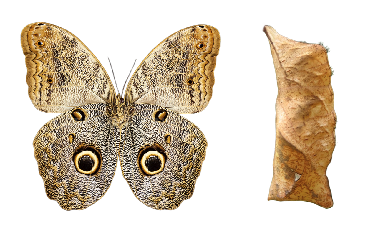 Caligo eurilochus (Ecuador)