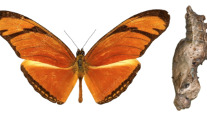 Dryas julia