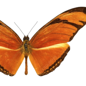 Dryas julia