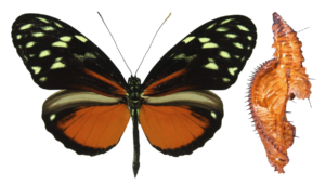 Heliconius hecale