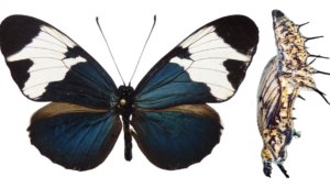 Heliconius sapho