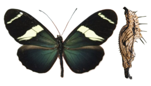 Heliconius sara