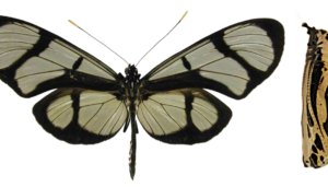 Methona confusa