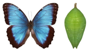 Morpho helenor (peleides) ssp Carillensis