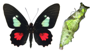 Parides arcas