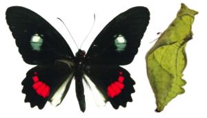 Parides iphidamus