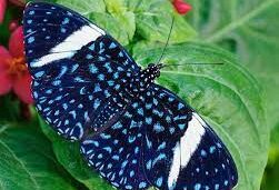 Nymphalidae Mix (Minimum 25 Pupae)