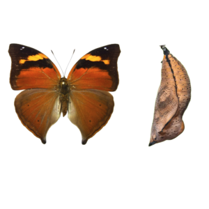 Dolleschalia bisaltide