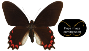 Parides montezuma (Costa Rica)