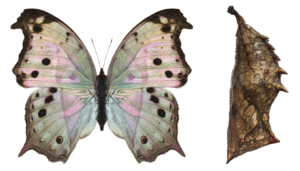 Salamis (Protogoniomorpha) parhassus