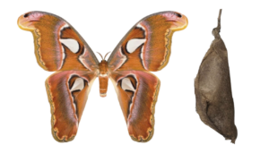 Attacus atlas (Thailand)  Cocoons (Diapause)