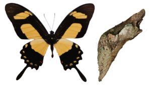 Heraclides torquatus