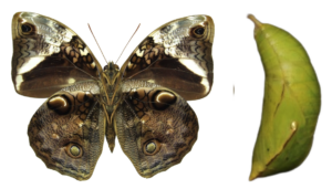 Opsiphanes tamarindi