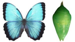 Morpho helenor rugitaeniatus