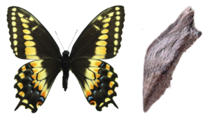 Papilio polyxenes ssp stabilis