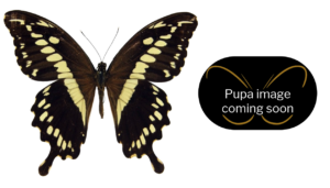 Papilio constantinus