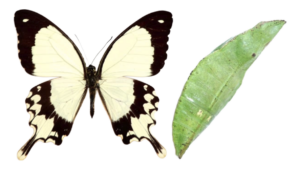 Papilio dardanus