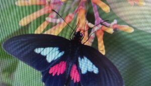 Parides eurimedes mycale (Panama)