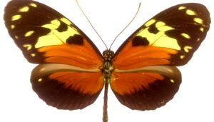 Heliconius hecale  ssp melicerta (Panama)