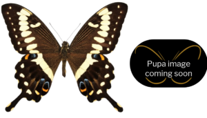 Papilio ophidicephalus