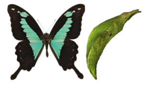 Papilio phorcas