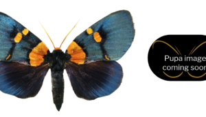 Egybolis vaillantina (Noctuidae)