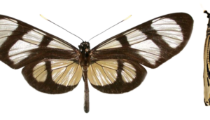 Methona confusa "Panama ssp"