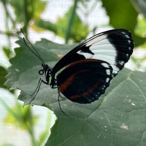Heliconius cydno