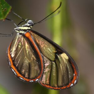 Greta species (Ecuador)