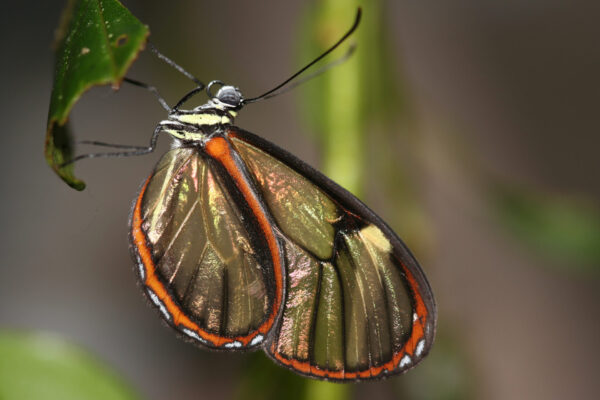 Greta species (Ecuador)
