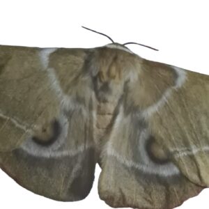 Gonimbrasia alcestris