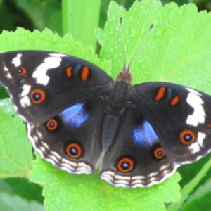 Junonia oenone