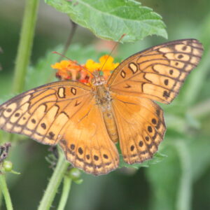 Euptoieta hegesia