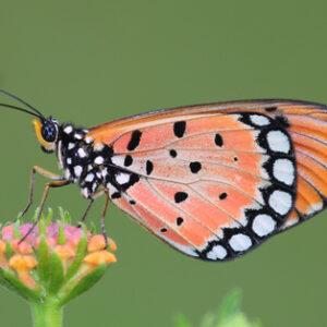 Acraea rabbaiae